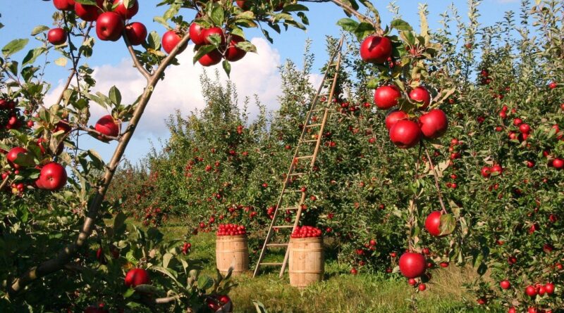 Apple Orchard Apple Trees Red  - lumix2004 / Pixabay