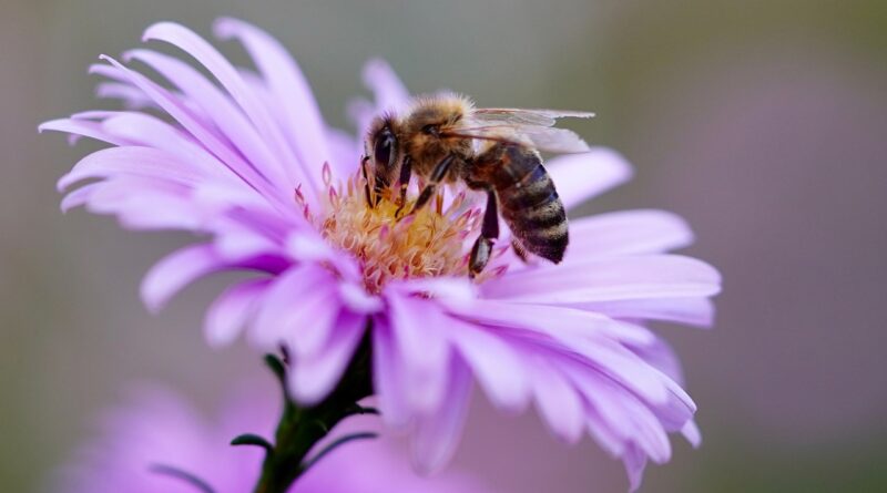 Bee Insect Flower Honey Bee  - Mammiya / Pixabay