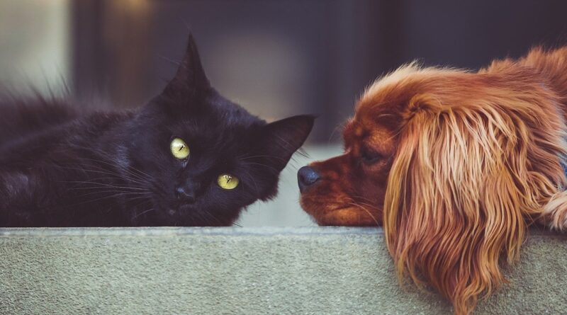 Dog Cat Pets Animals Friends Dog  - StockSnap / Pixabay