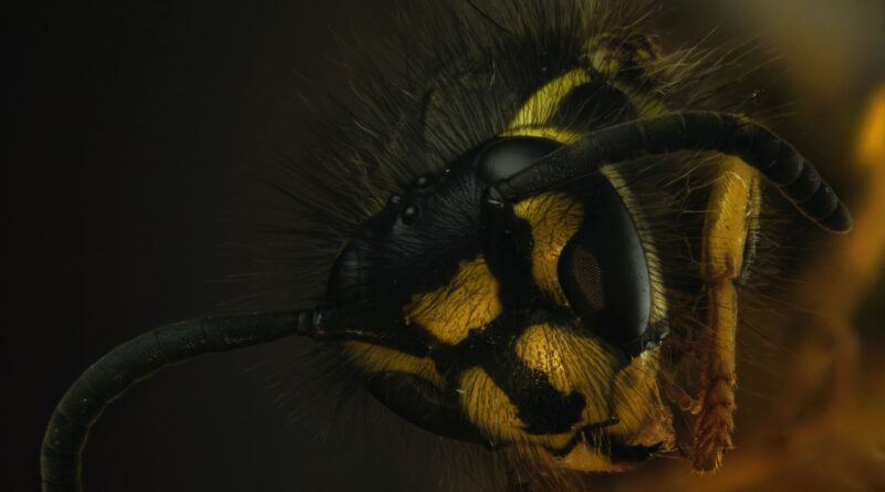 Wasp Macro Close Up Insect Nature  - aixklusiv / Pixabay