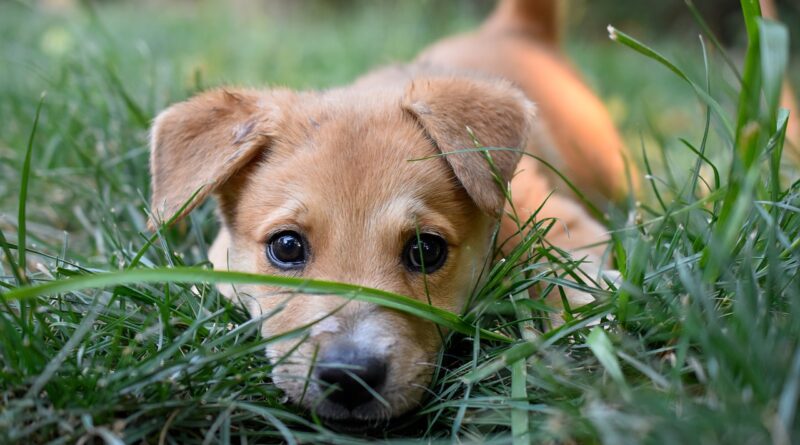 Puppy Dog Summer Grass Cute  - trwirth / Pixabay