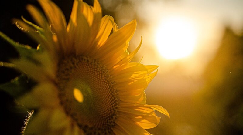Sunflower Sunset Nature Summer  - JessicaJoh / Pixabay