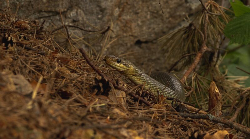Line Rock To Crawl Snake Nature  - Tobias_Wurzer_03 / Pixabay