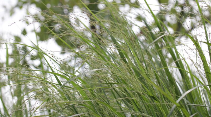 Grass Field Meadow Tall Grass  - salgir / Pixabay