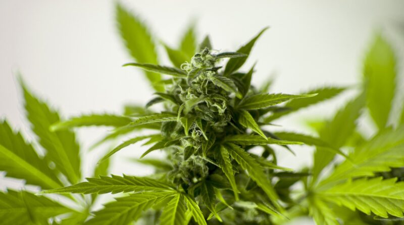 Marijuana Cannabis Hash Leaf Flora  - Wild0ne / Pixabay