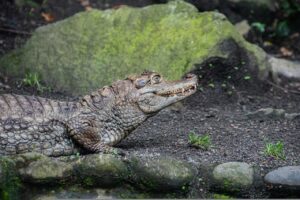 Crocodile Reptile Animal Scale  - bergslay / Pixabay
