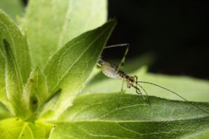 Insect Grasshopper Nature Leaf  - FeliMoya / Pixabay