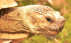 Tortoise Animal Tank Slow Macro  - sipa / Pixabay