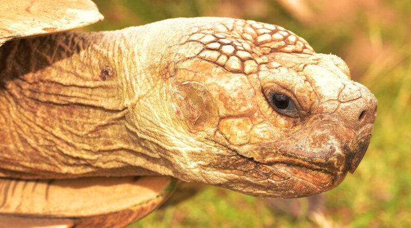 Tortoise Animal Tank Slow Macro  - sipa / Pixabay