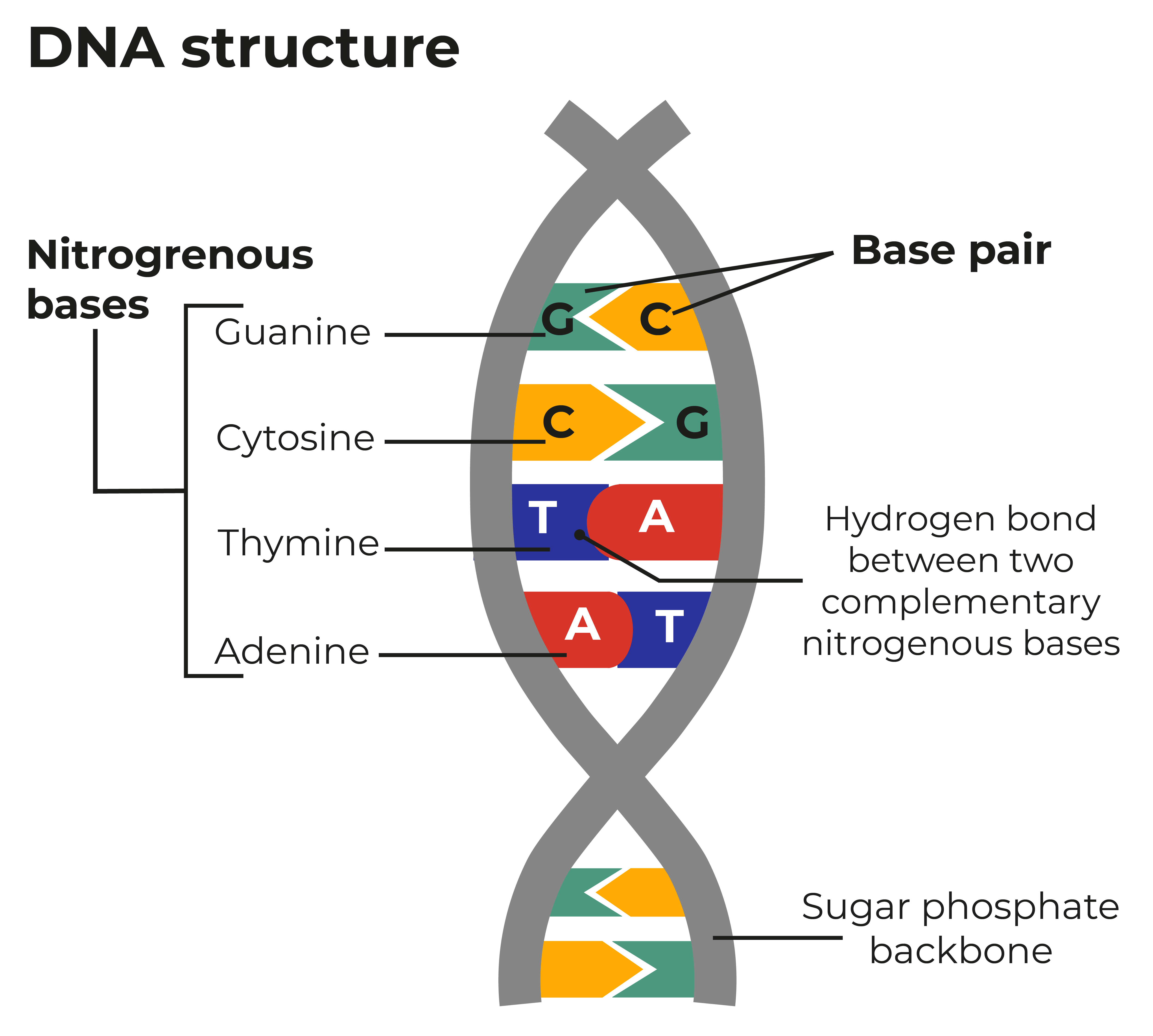 Dna sampling. Молекула ДНК. ДНК фингерпринтинг. ДНК проект. Bases of DNA.