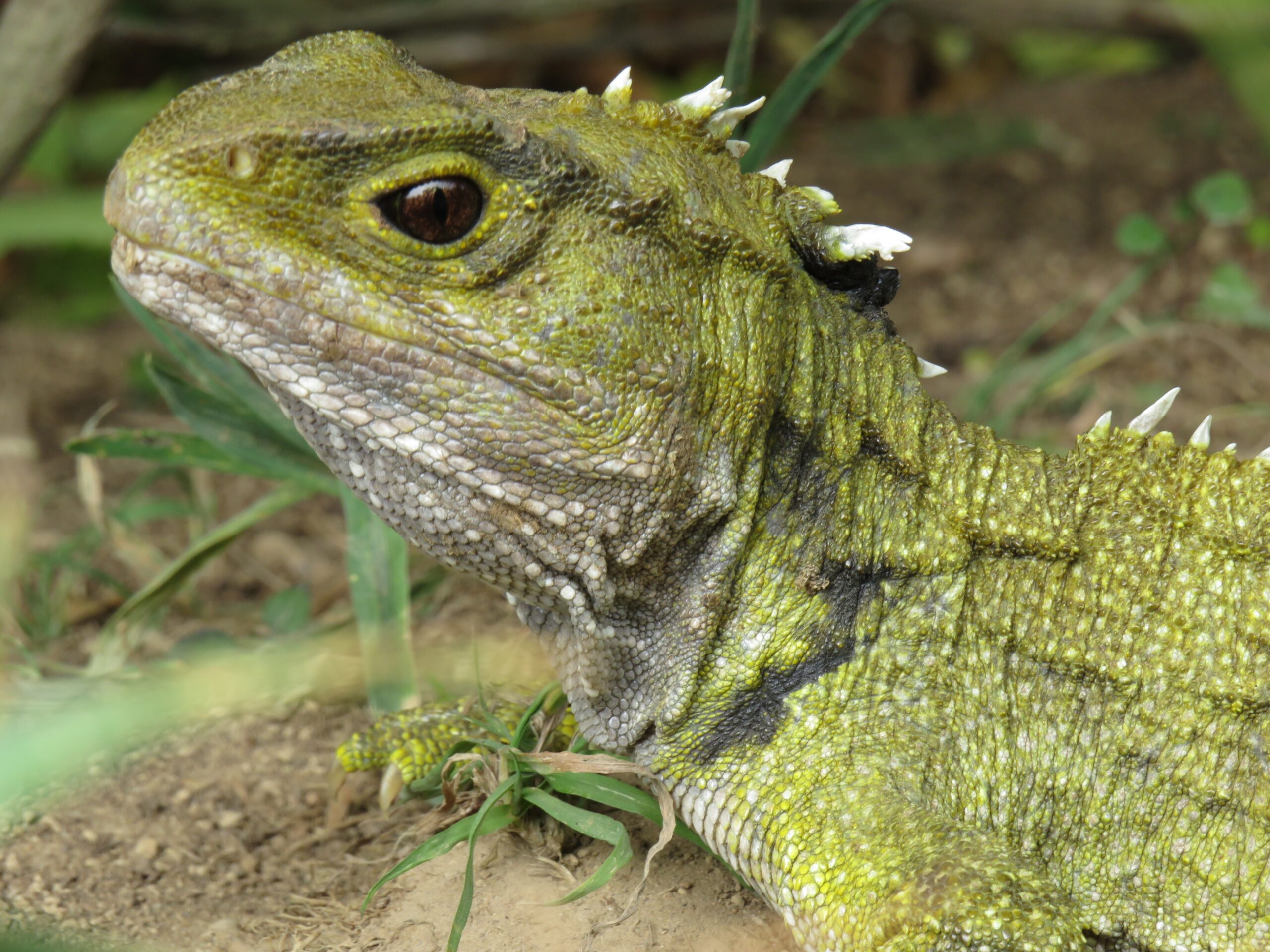 Tuatara are returning to the mainland – but feeding the hungry reptiles ...