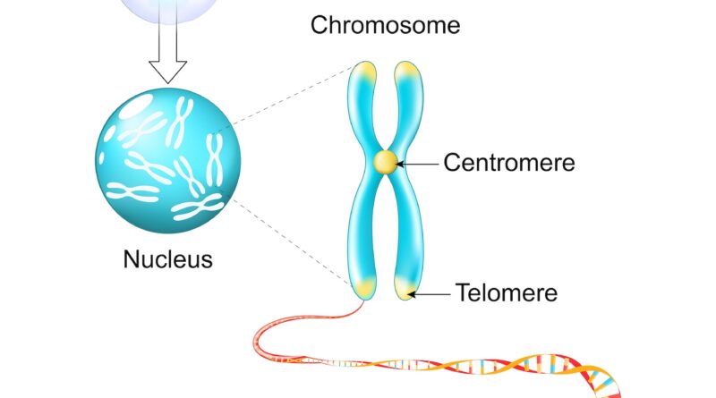 The ‘weird Male Y Chromosome Has Finally Been Fully Sequenced Can We