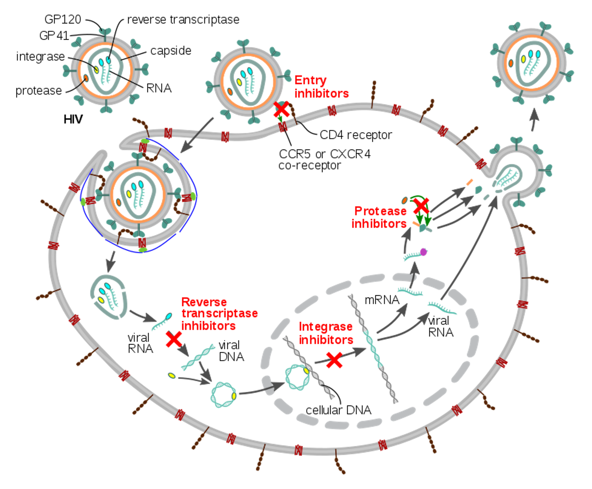 how-do-viruses-get-into-cells-their-infection-tactics-determine